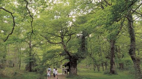 El Bosque de Orgi, un tesoro escondido entre senderos El Bosque de Orgi, un tesoro escondido entre senderos