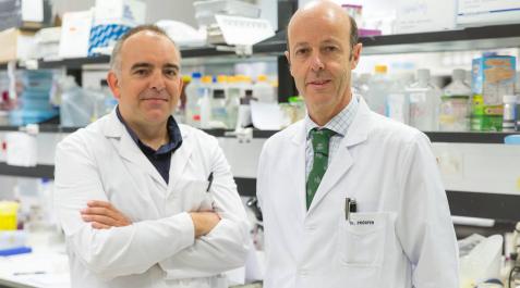 Logran revertir la pérdida ósea asociada al mieloma múltiple Logran revertir la pérdida ósea asociada al mieloma múltiple