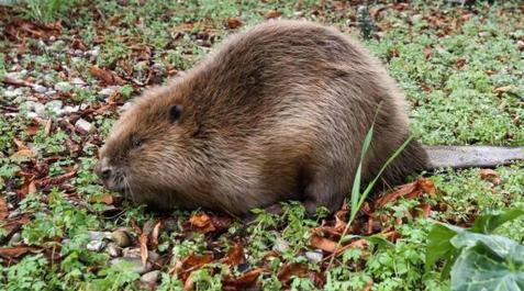 Fotos de la nueva fauna que se abre paso en Pamplona Ardillas, castores o murciélagos son tres ejemplos de animales a los que cada vez es más sencillo avistar en la ciudad