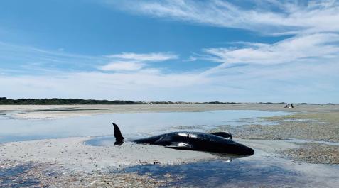 Nueva Zelanda rescata a decenas de ballenas varadas por segunda vez Nueva Zelanda rescata a decenas de ballenas varadas por segunda vez