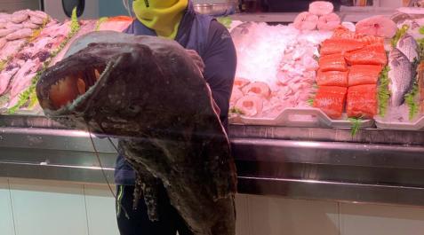 Un rape de 20 kilos, en la pescadería La Kontxa Un rape de 20 kilos, en la pescadería La Kontxa