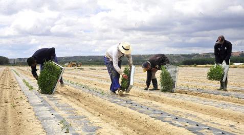 Preocupación en el campo navarro por el recorte de 80 millones de la nueva PAC Preocupación en el campo navarro por el recorte de 80 millones de la nueva PAC