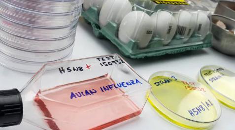 Una muestra del virus de la gripe aviar. Una muestra del virus de la gripe aviar.