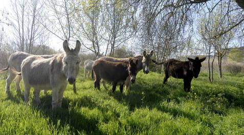 Diez burros para el control herbáceo en Falces Diez burros para el control herbáceo en Falces
