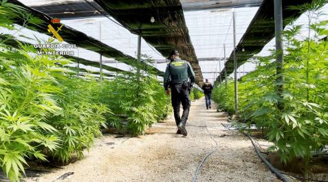Dos detenidos e incautadas 64.800 plantas de marihuana en El Ejido Dos detenidos e incautadas 64.800 plantas de marihuana en El Ejido