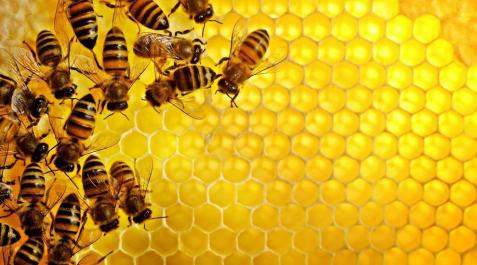 Abejas entrenadas para Abejas entrenadas para