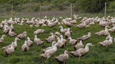 Una granja de patos en el valle de Guesálaz sufre el ataque de los buitres Los propietarios de una explotación de Guesálaz denuncian ataques desde hace dos años que han acabado con 1.500 ejemplares, 600 de ellos hace una semana.