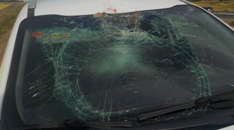 Policía Foral atiende cinco accidentes con animales en un día Policía Foral atiende cinco accidentes con animales en un día