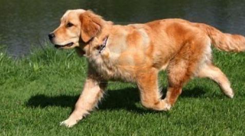 Sesión de Peluqueria para perro grande