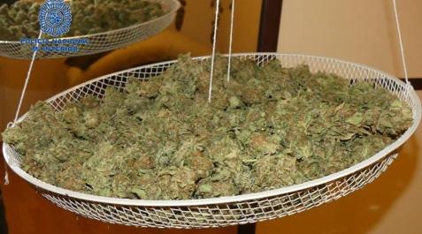 Detenido un hombre e incautados 1.800 gramos de cogollos de marihuana