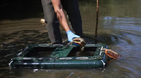 Pamplona instalará trampas para tortugas galápagos de Florida en los ríos