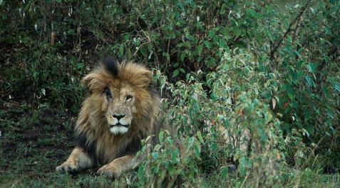 'Scarface' era el león más longevo de la reserva natural del Masái Mara en Kenia