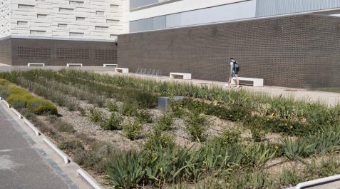 Aparcamiento de la UPNA en Tudela, donde se ha habilitado un jardín de drenaje que gestiona de manera natural el agua de lluvia.