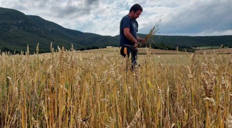 El pedrisco ya ha ocasionado daños por más de 5 millones en el campo navarro