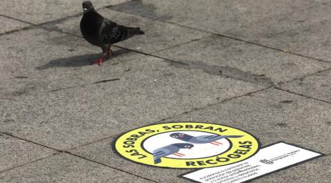 Una paloma mira con recelo uno de los carteles de la campaña del Ayuntamiento.