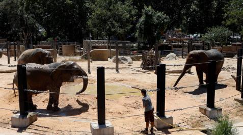 Baños de agua y barro para 'Susi', 'Yoyo' y 'Bully', elefantas del Zoo de Barcelona