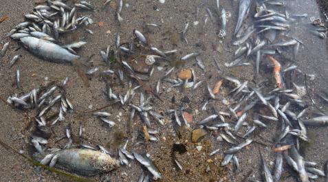 PecesMuertos Peces muertos en una de las orillas del Mar Menor en Murcia