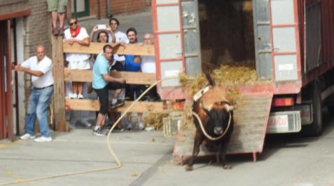 Toro ensogado en Lodosa Toro ensogado en Lodosa