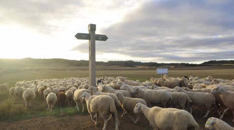 Las ovejas pirenaicas vuelven a Bardenas Las ovejas pirenaicas vuelven a Bardenas