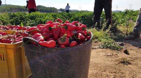pimiento piquillo Este año se espera que se elaboren también tiras y trozos de Piquillo de Lodosa