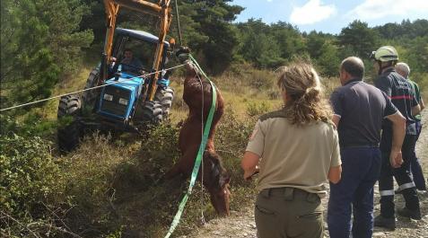 rescate potro Momento en el que liberan al potro que había caído en la arqueta