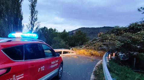 arbol caido Gallipienzo Árbol caído sobre la vía en la carretera de acceso a Gallipienzo viejo
