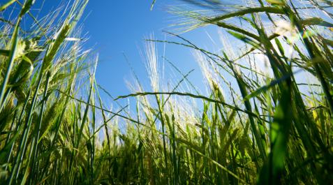 moa-foodtech MOA Foodtech está especializada en el desarrollo y generación de componentes proteicos de calidad y alto valor nutricional a partir de subproductos agroalimentarios
