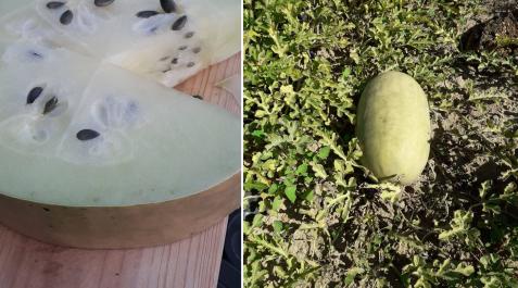 MELONA A la izquierda, una rodaja de melona, con semillas a la vista. A la derecha, un ejemplar del fruto