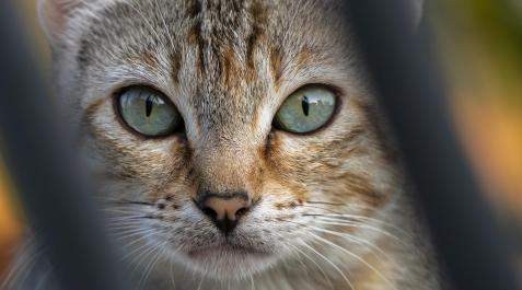 Un gato, fotografiado en la calle Un gato, fotografiado en la calle