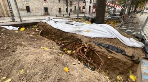 Catas en el arbolado del Paseo Sarasate Visita de la Comisión de Urbanismo en el Paseo Sarasate