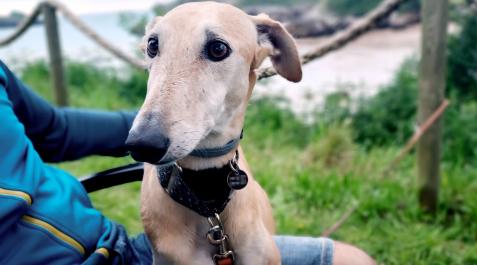 La galga ‘Duna’, en una imagen cedida por la pareja La galga ‘Duna’, en una imagen cedida por la pareja