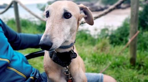 duna El fiscal pide 18 meses de prisión para el acusado de ahorcar a la galga Duna