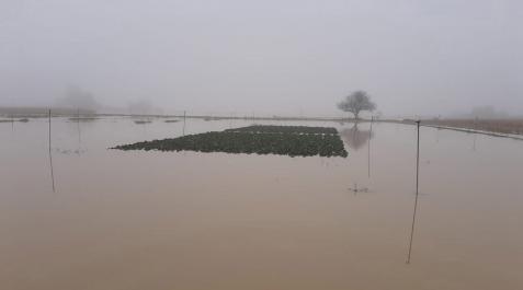 Una imagen de las parcelas de la finca de INTIA anegadas Una imagen de las parcelas de la finca de INTIA anegadas