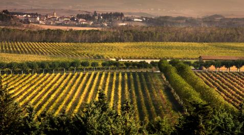 Viñedos DO Navarra Viñedo de la D.O. Navarra.