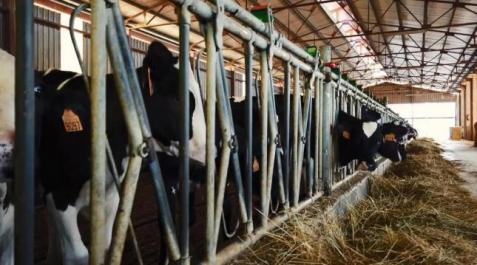 Varias vacas pastan en las instalaciones de una empresa navarra Varias vacas pastan en las instalaciones de una empresa navarra