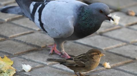 Una paloma y un gorrión, los más comunes en el casco urbano, en una calle de Pamplona Una paloma y un gorrión, los más comunes en el casco urbano, en una calle de Pamplona