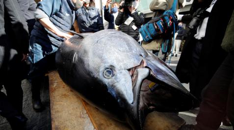 El atún rojo de 211 kilos que fue subastado por unos 16,9 millones de yenes japoneses El atún rojo de 211 kilos que fue subastado por unos 16,9 millones de yenes japoneses