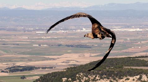 Imagen de un buitre sobrevolando un paraje de las Bardenas Reales Imagen de un buitre sobrevolando un paraje de las Bardenas Reales