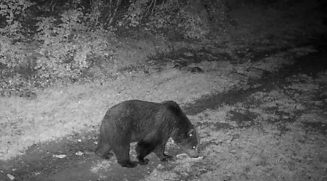 La osa ‘Claverina’, fotografiada mediante fototrampeo en el valle de Roncal en junio