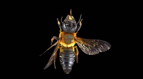 Abeja gigante de la resina capturada en Huarte Uno de los ejemplares de abeja gigante de la resina capturados en Huarte.