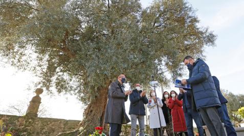 cela Acto de presentación de la programación conmemorativa del veinte aniversario de la muerte de Cela bajo el olivo donde reposan los restos mortales del escritor