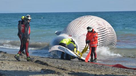 Bomberos del Consorcio de Málaga ayudan en los trabajos de retirada del cadáver de una ballena de nueve metros de longitud, en concreto un ejemplar macho de rorcual común Bomberos del Consorcio de Málaga ayudan en los trabajos de retirada del cadáver de una ballena de nueve metros de longitud, en concreto un ejemplar macho de rorcual común