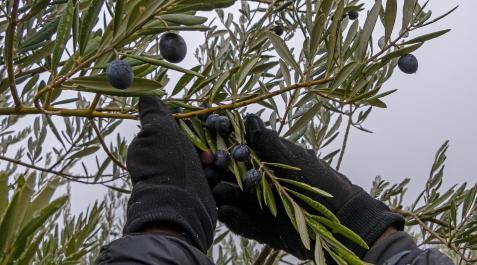 Recogida de la aceituna, en Arróniz Recogida de la aceituna, en Arróniz
