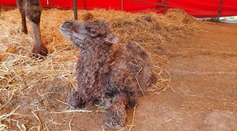 Nace un ejemplar de camello asiático en el circo Quirós, que llevará de nombre 'Almudena' Nace un ejemplar de camello asiático en el circo Quirós, que llevará de nombre 'Almudena'