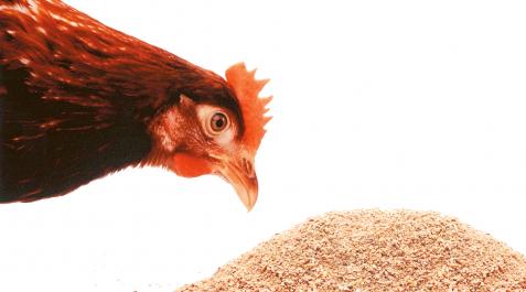 Gallina Una gallina picotea un montón de pienso