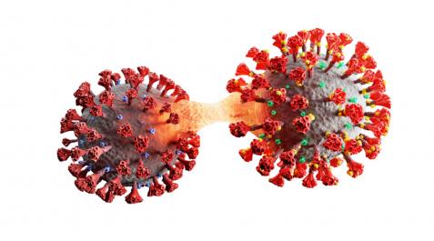 COVID Cepas del virus Sars-Cov-2