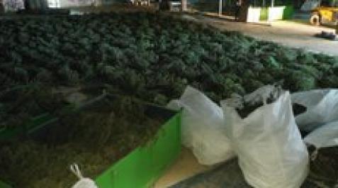 PLANTACION-MARIHUANA-NAVARRA Fotos de la operación de desmantelamiento en Navarra de la mayor plantación de marihuana de Europa.