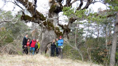 Grupo de burguiarras participantes en el proyecto ‘Zazpitan Zazpi’, fotografiados con el roble del paraje de Sagarraga Grupo de burguiarras participantes en el proyecto ‘Zazpitan Zazpi’, fotografiados con el roble del paraje de Sagarraga