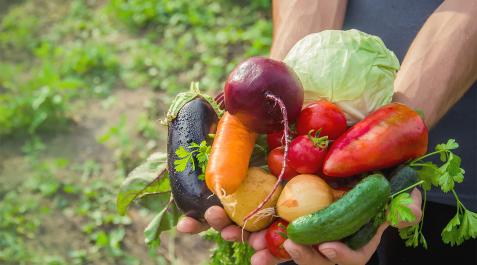 huerta Varias hortalizas de una huerta