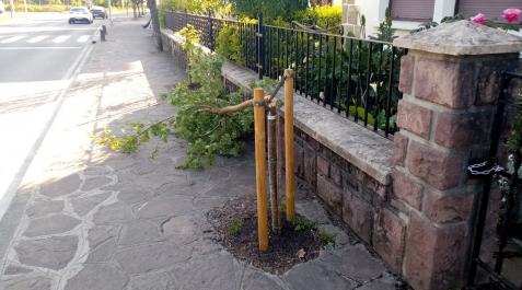 Destrozan árboles recién plantados en Elizondo Destrozan árboles recién plantados en Elizondo